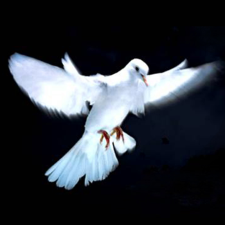 armed_dove.png